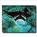 Manta Ray Ocean Sea Life Animal Wildlife Wall Picture 16x20 Art Print